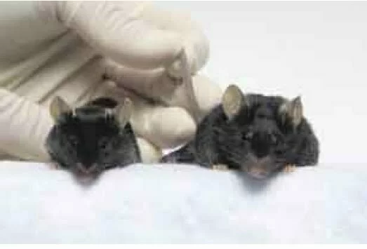 Estudios sobre regeneración de tejidos a partir de ratones