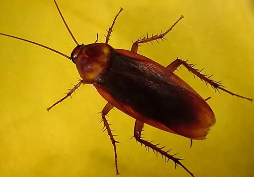 cucarachas para curar enfermedades